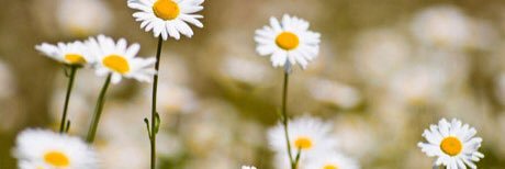 sarah_steelman's profile banner image