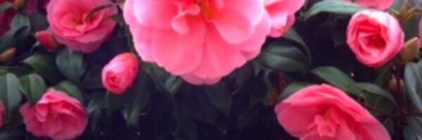 JuliaChurchill Profile Banner
