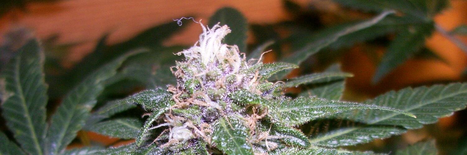 Stuff Stoners Like banner
