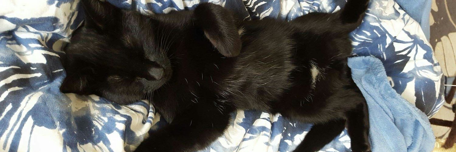 peripericat's profile banner image