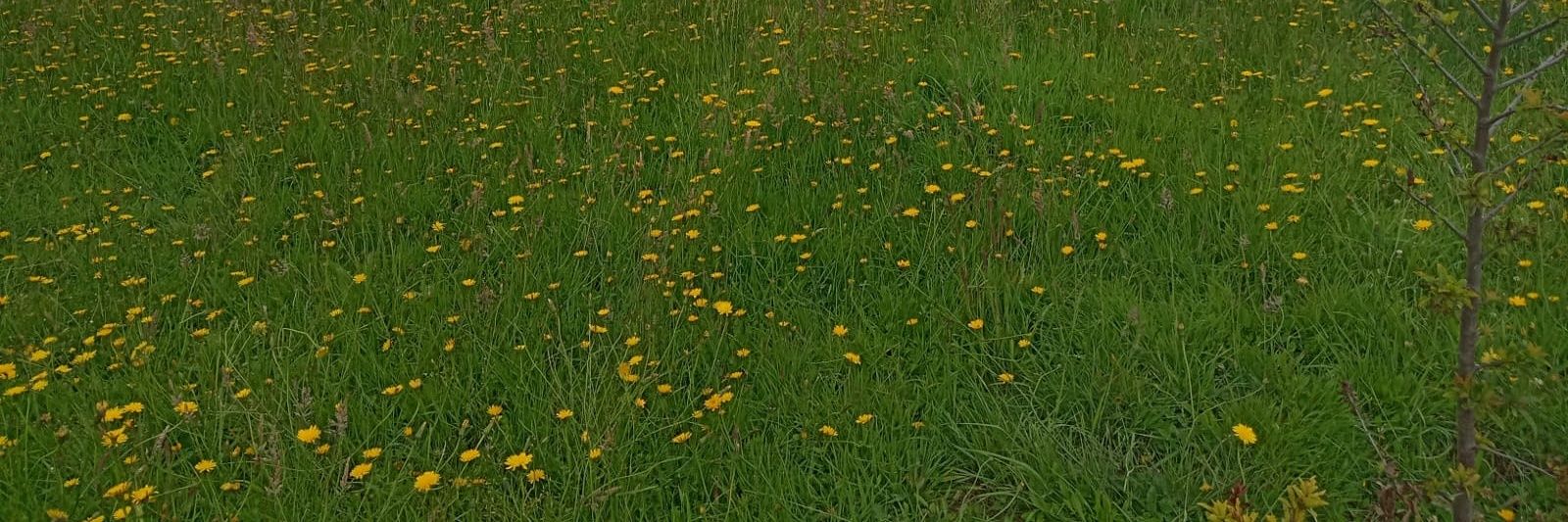 Carla (ahomix) 🍷🌼🌿 banner