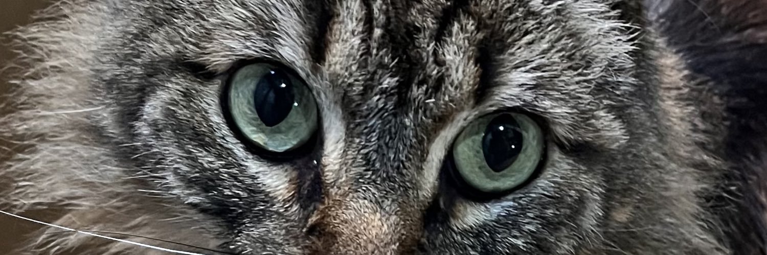 Tomateuntilo's profile banner image