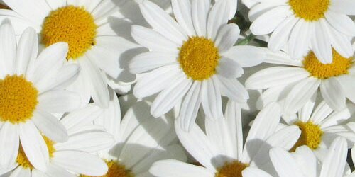 BrookiePelser's profile banner image