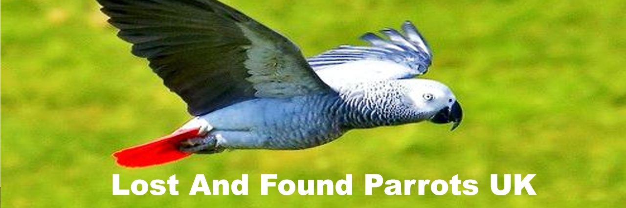 lostfoundparrot's profile banner image