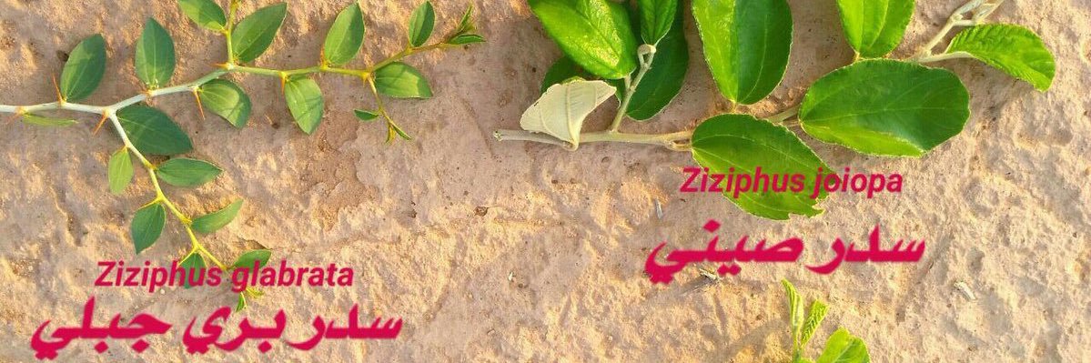 yahya613's profile banner image