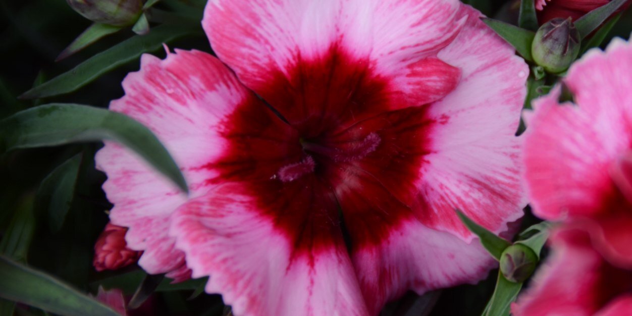 John Kochen (it/wtf/ieeuw!) banner