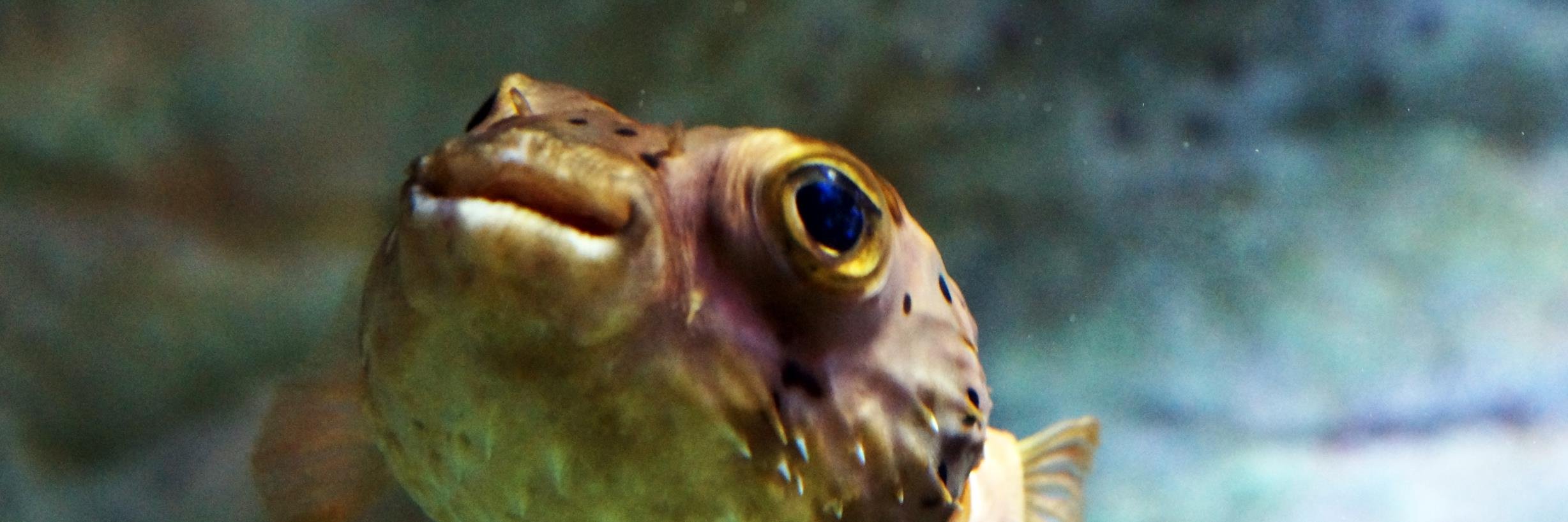 leah mc laughlin banner