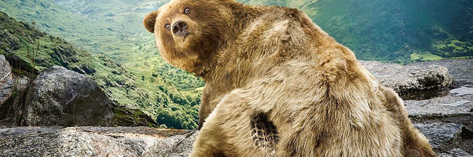 FuTheBear's profile banner image