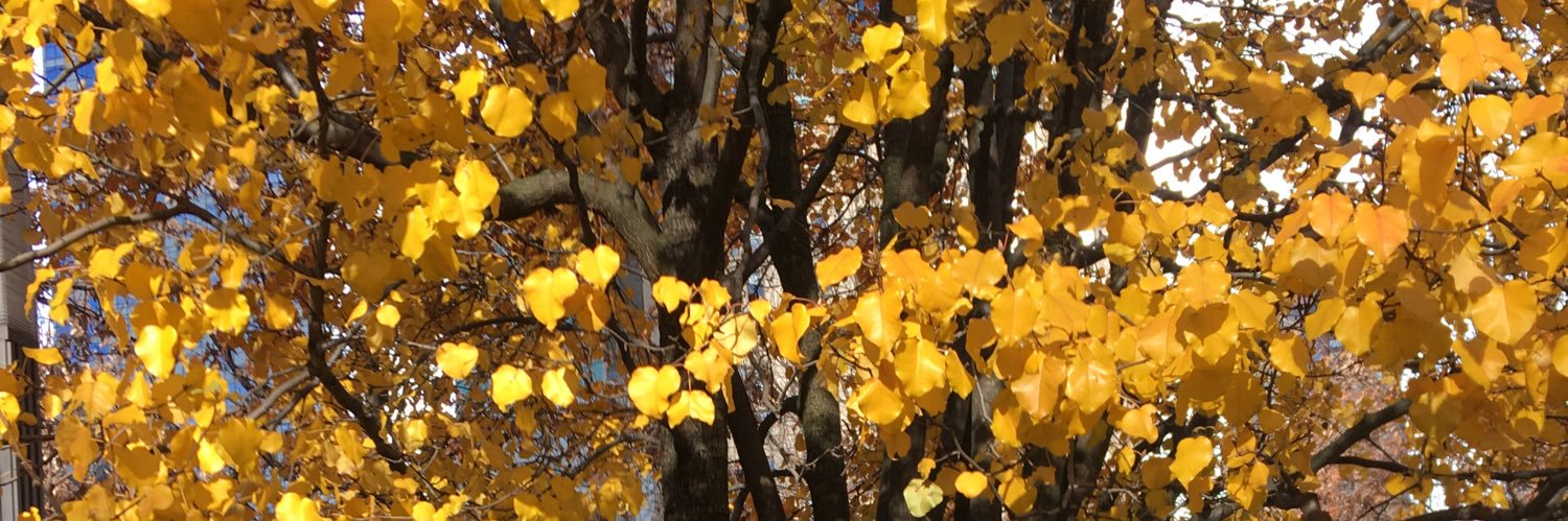 Mary Pat Brennan banner