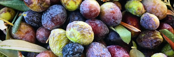 NatashaCNN Profile Banner