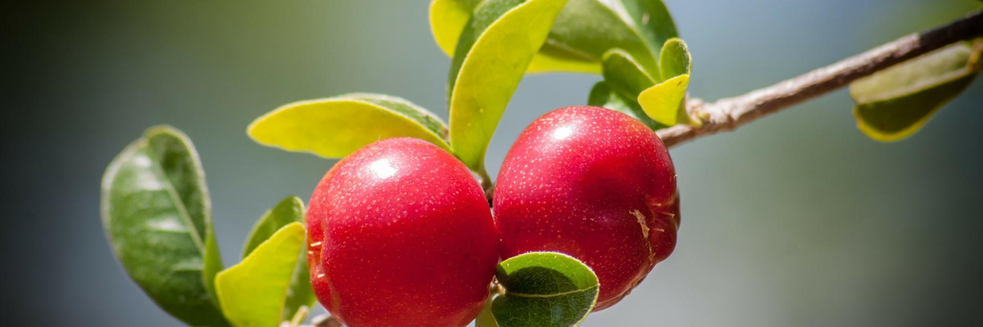 La Cuina de Berga banner