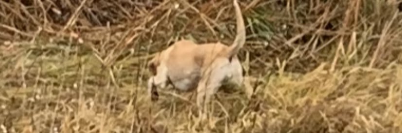 Robert J. Martin, Ph.D. banner