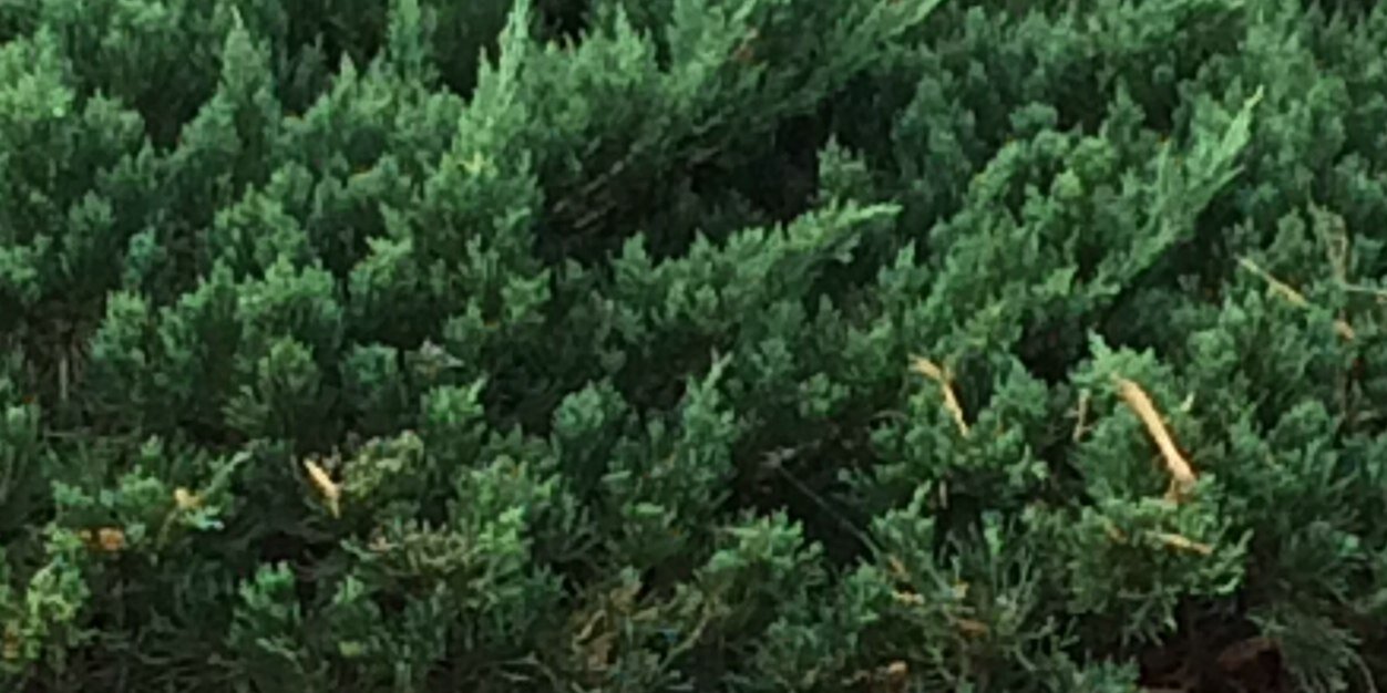 JagShire's profile banner image