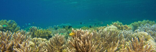 GoProDiver1 Profile Banner