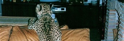 treasurechanel's profile banner image