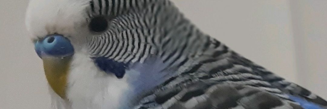 merveefzt's profile banner image