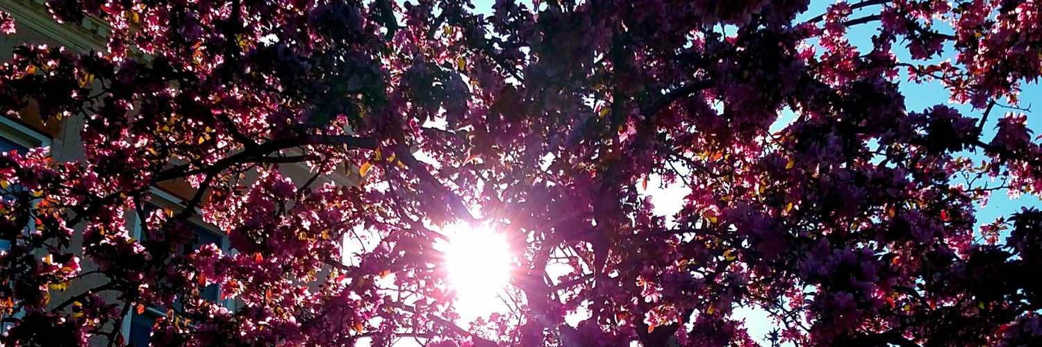 Caladria75's profile banner image