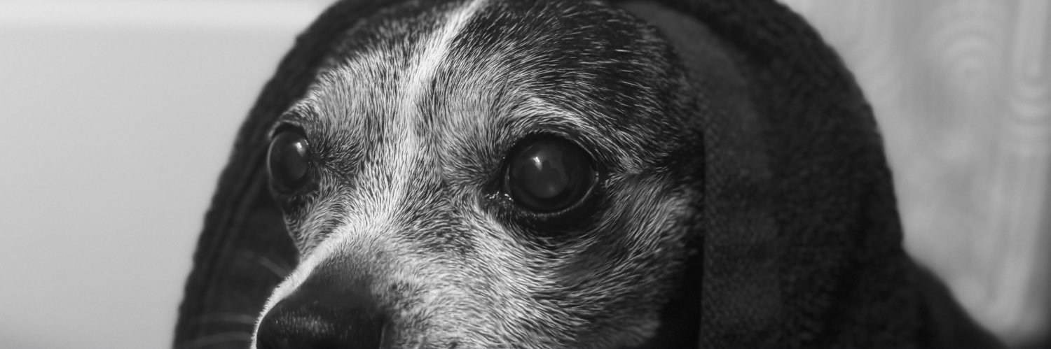 cheylormoon's profile banner image