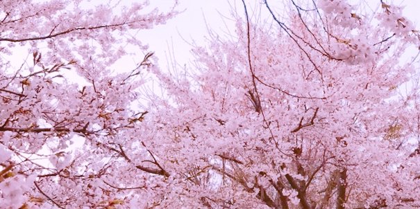 tsuntsuntsun3's profile banner image