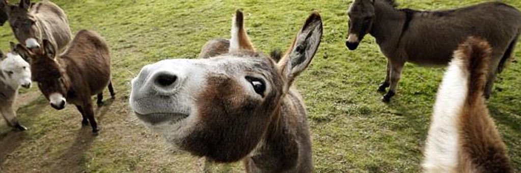 agirldonkey's profile banner image