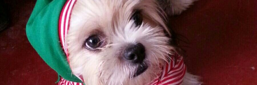GuidoLipa's profile banner image