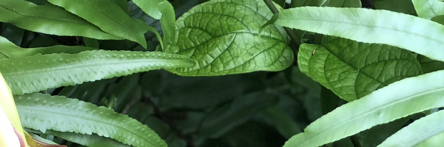 TheOregoon's profile banner image