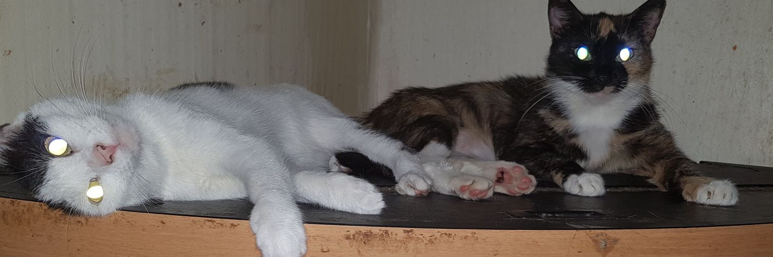 Marsha Uniacke banner