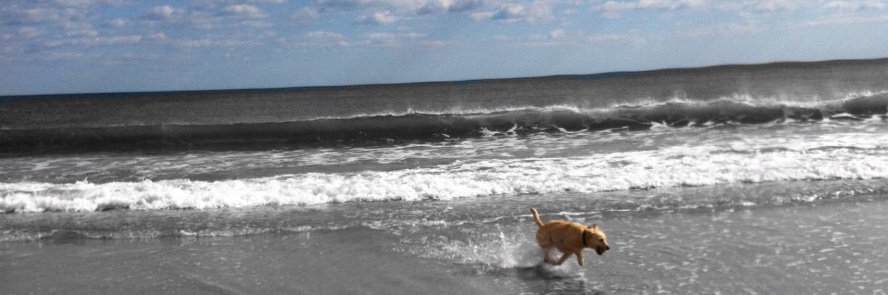 robert digital banner