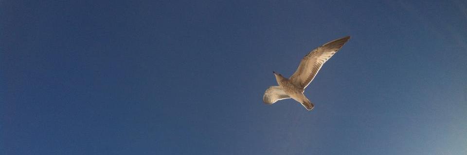 JustABuehler's profile banner image