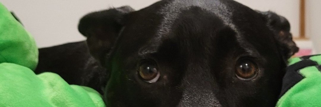 lrossihere's profile banner image