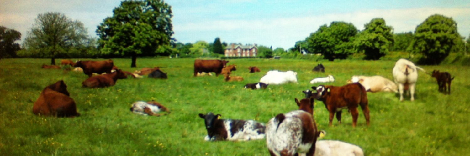 Marcus Mötley ✝️🚜🥩🥊 banner