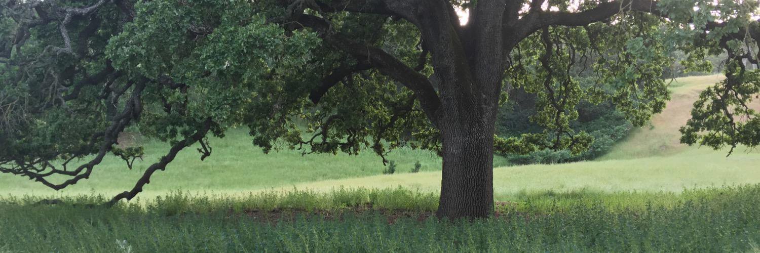 yanissyann's profile banner image