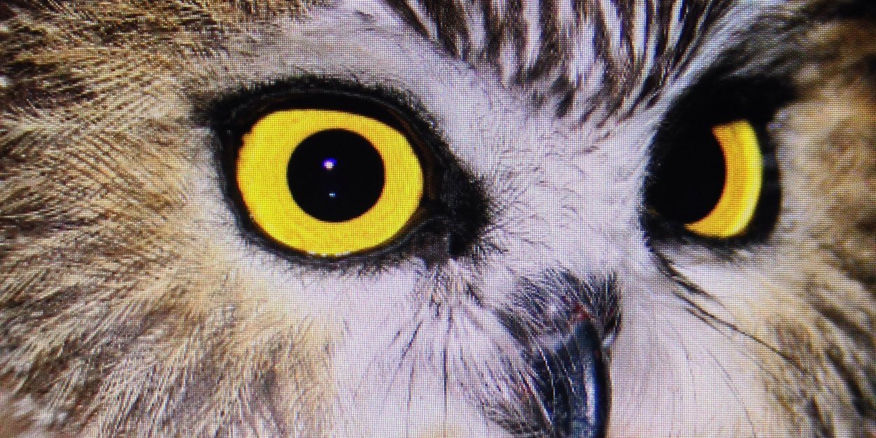 wvsawwhet's profile banner image