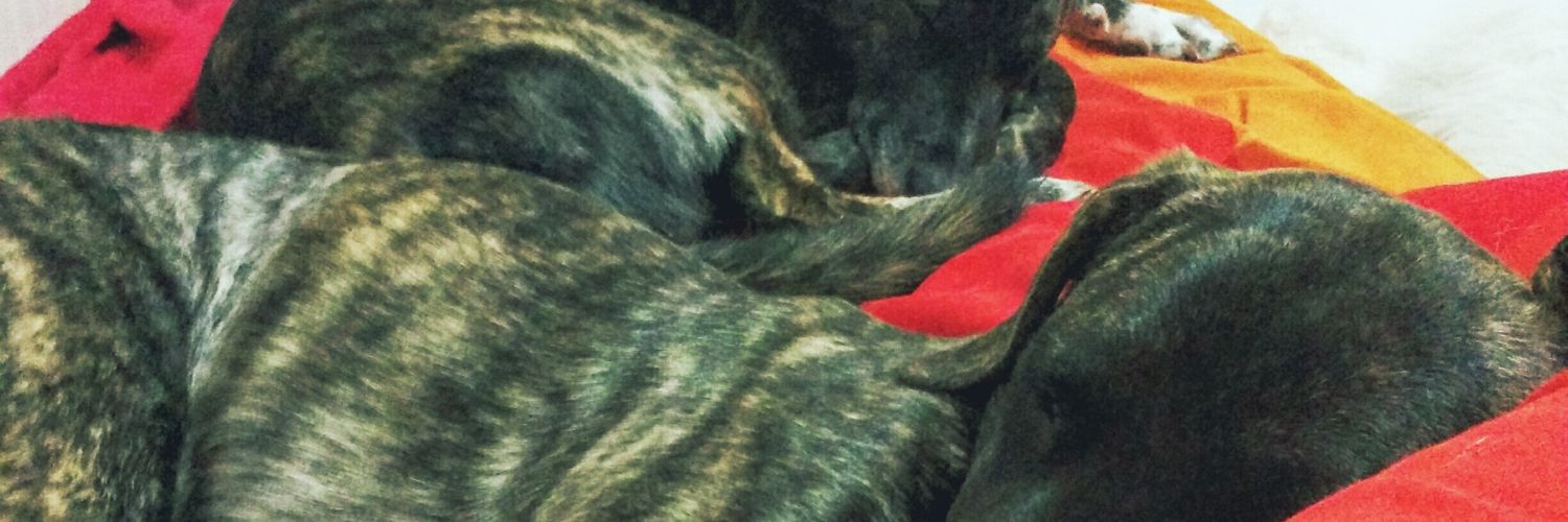 SilviMP_'s profile banner image