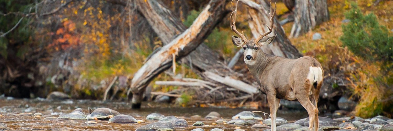 rfconservancy's profile banner image