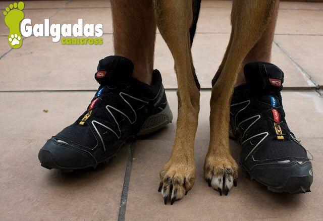 GalgadasCaniX's profile banner image