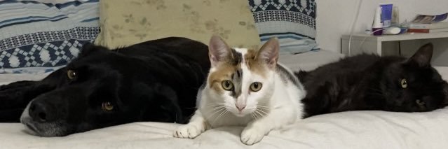 StefiMontini's profile banner image