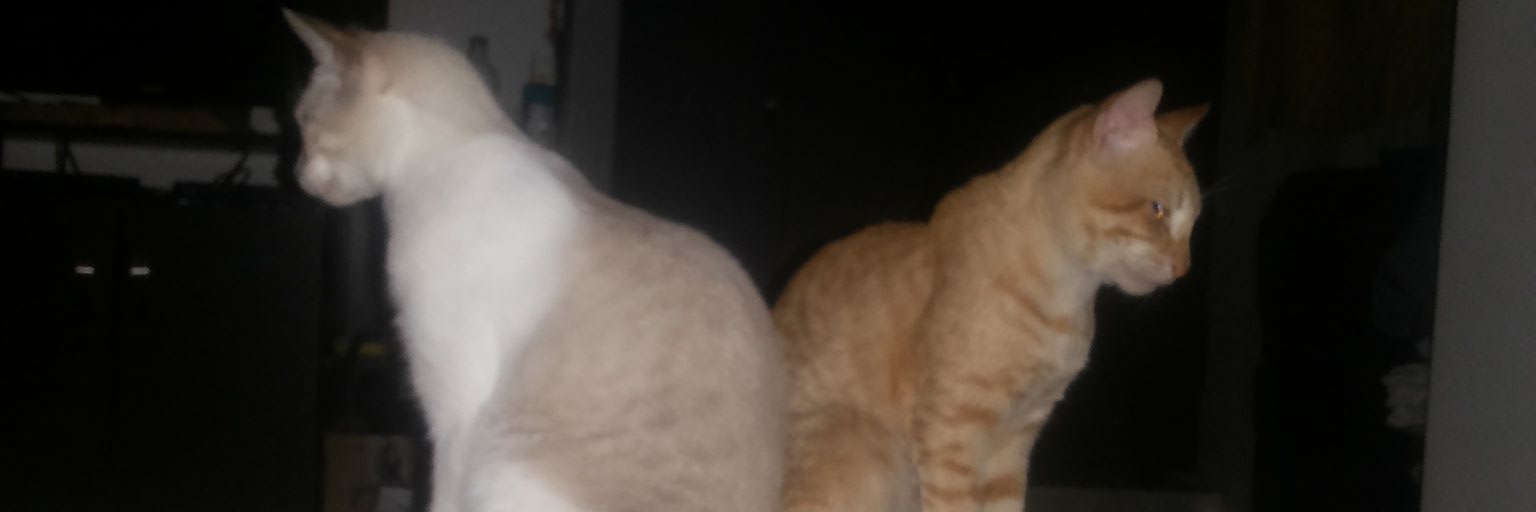 olgas604's profile banner image