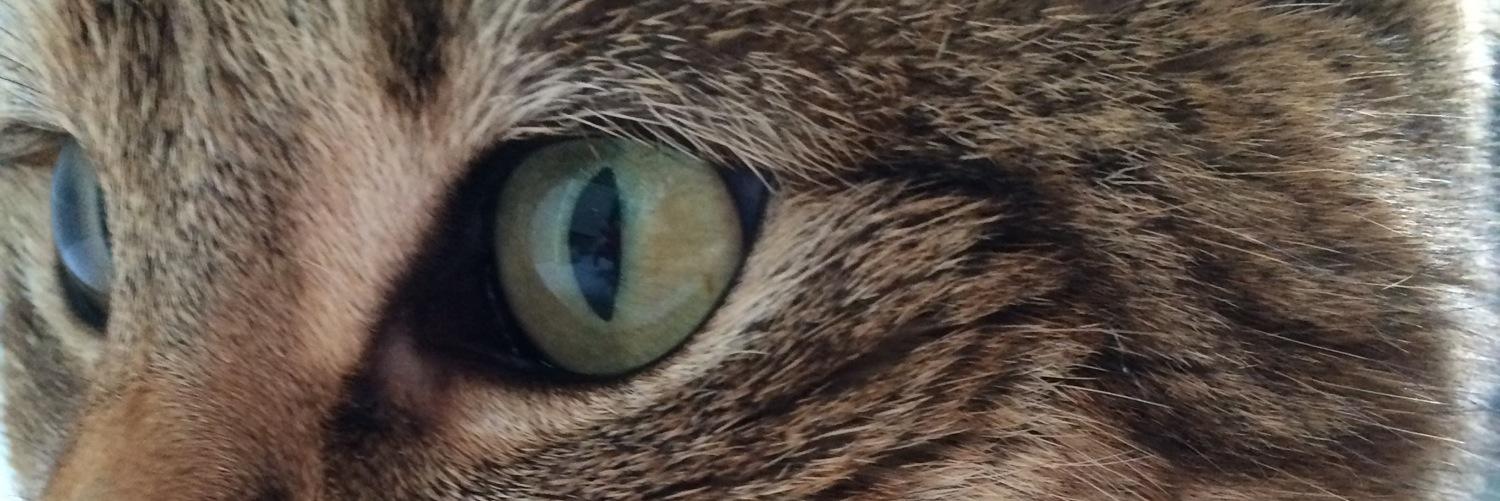 Mathilde_Leyrat's profile banner image