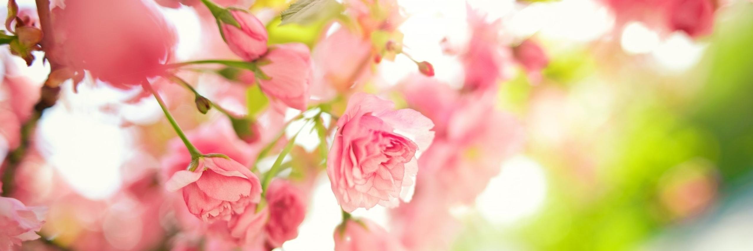 Helma Torkamaan banner