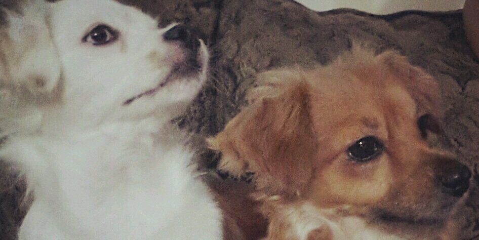 danielachpmb1's profile banner image