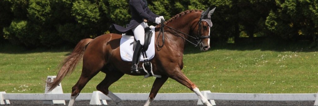 WF_Dressage's profile banner image