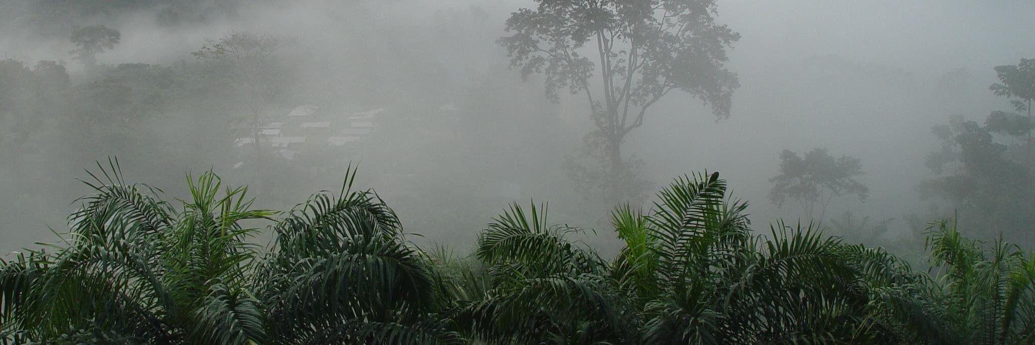 African Primates banner