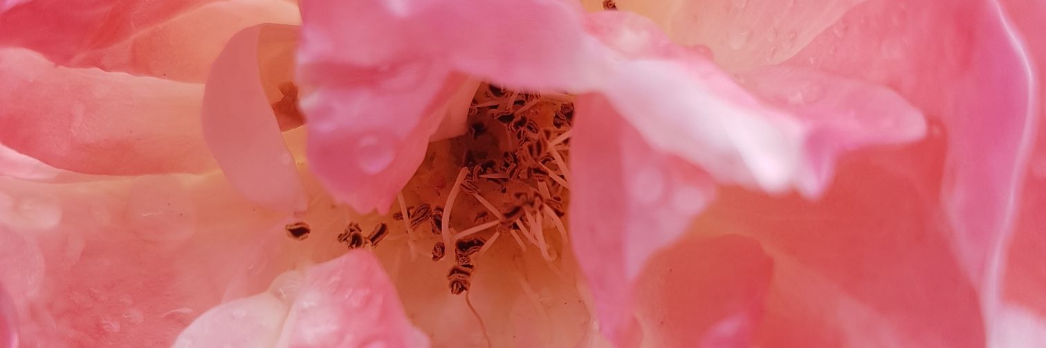 Carwenldut's profile banner image