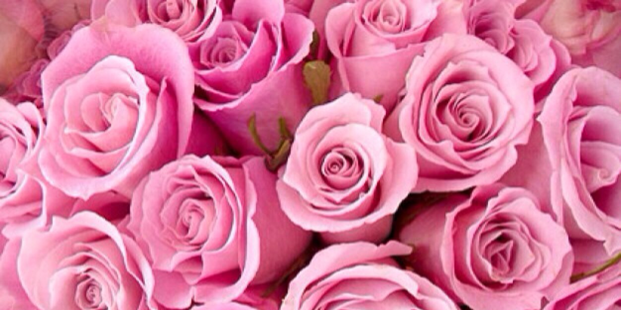 MocoRonRose's profile banner image