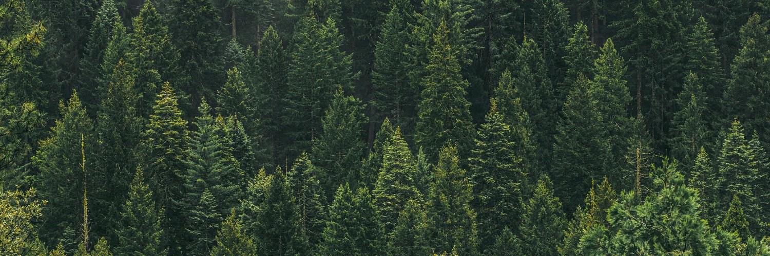 World_Forestry's profile banner image
