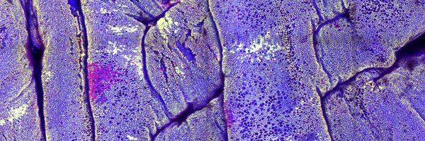 robhynds Profile Banner