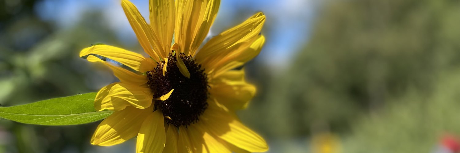 LisaAWilkinson's profile banner image