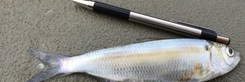 common__carp's profile banner image