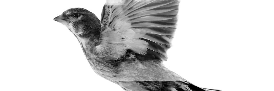 The Common Linnets banner